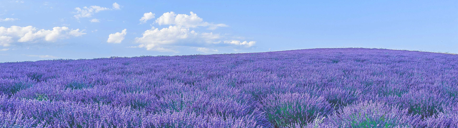 Lavendel-Felder vor blauem Himmel in der Provence