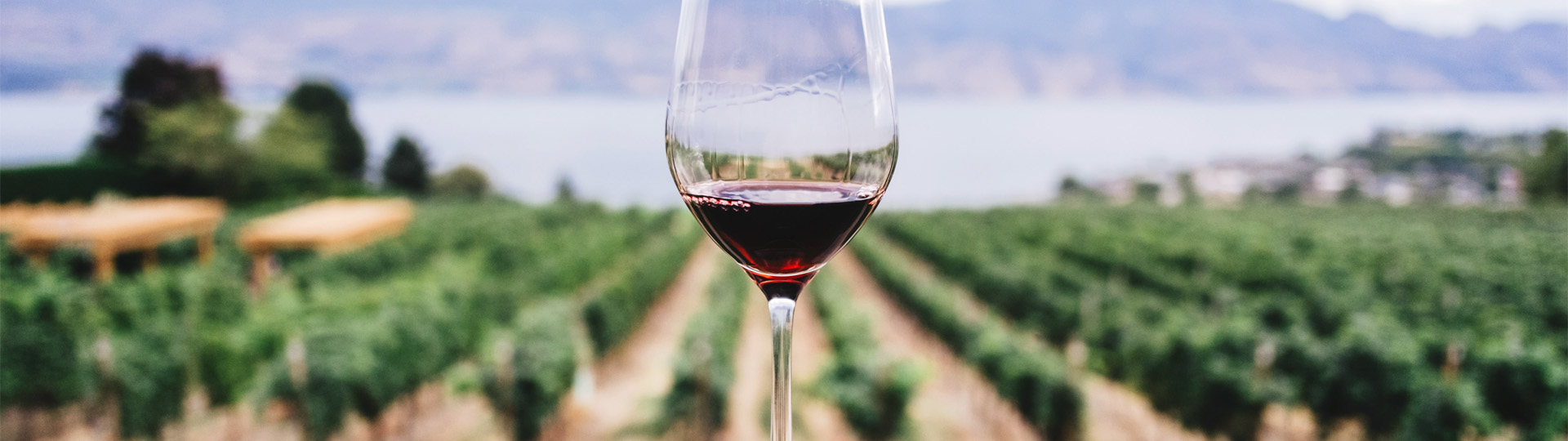 Glas mit Rotwein vor Weinbergen