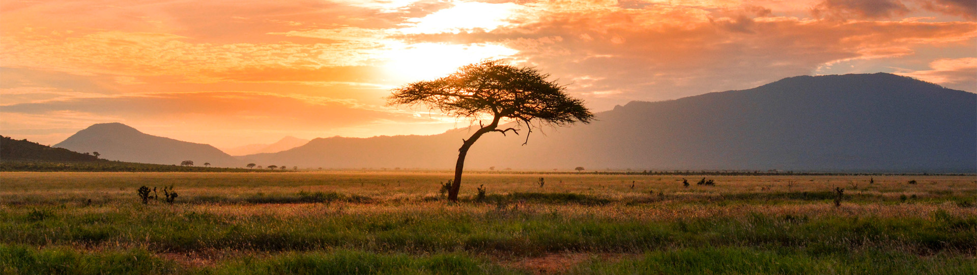 Baum bei Sonnenuntergang in der Savanne